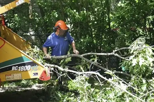 tree services Francisville